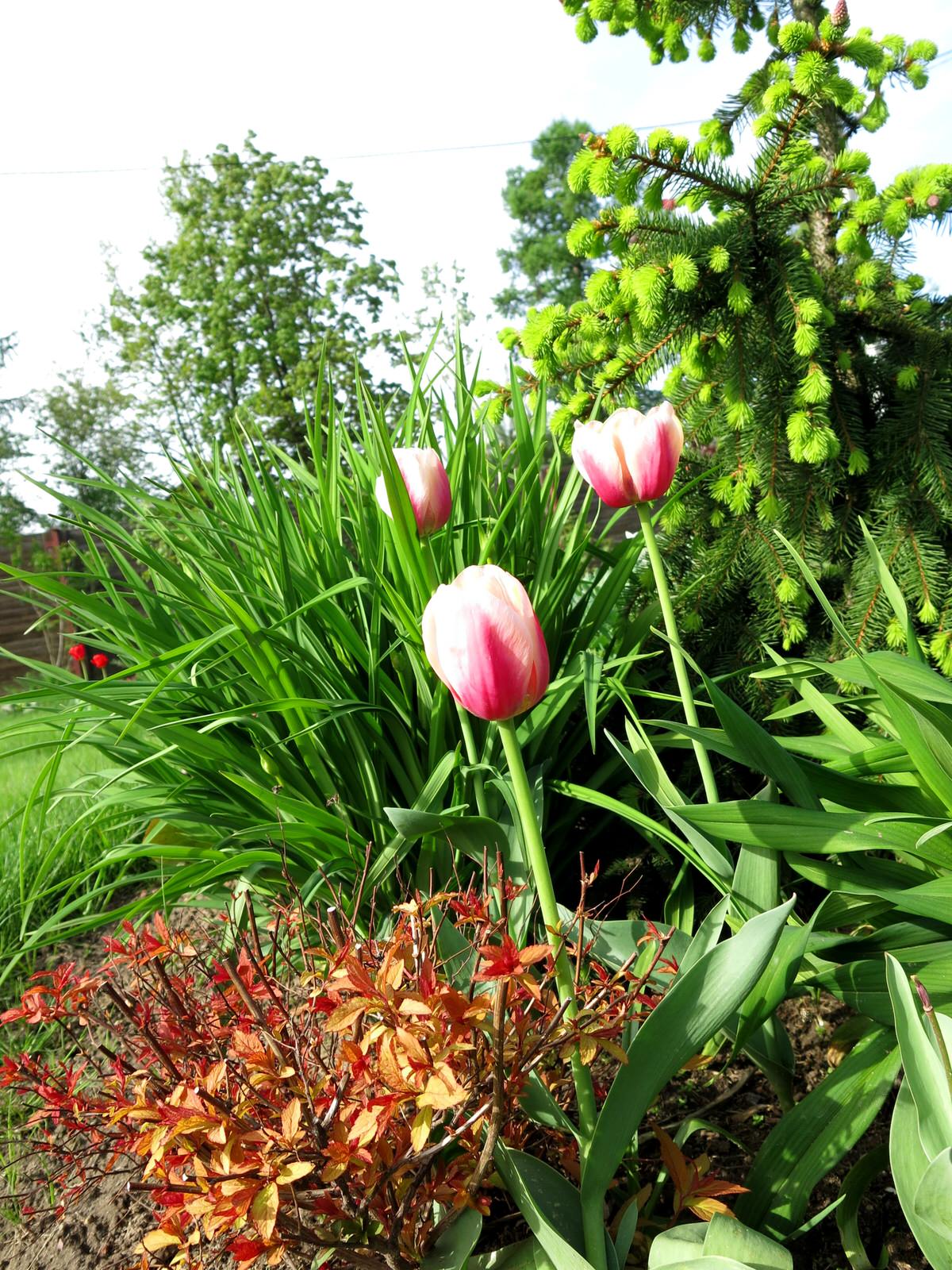 ТЕПЛЫШКО МОЕ. ВЕСНА.