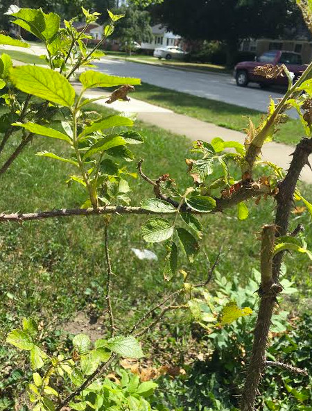 Rooting Rugosa Roses Looking for tips on keeping Rugosa Roses contained/in shape
