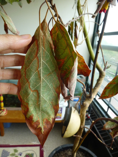 Avocado tree, brown on tip of leaves