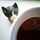 william_norberg
