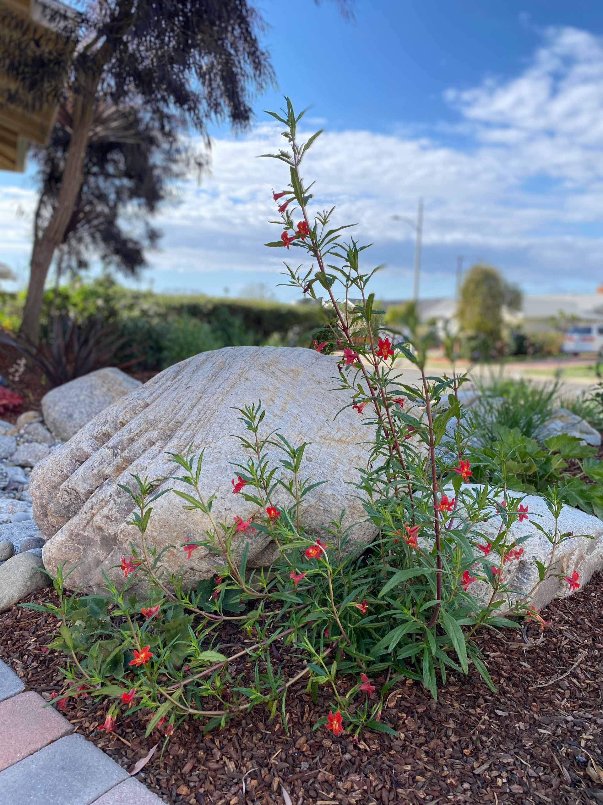 Torrance Hollywood Riviera Bee Friendly Ecological Garden
