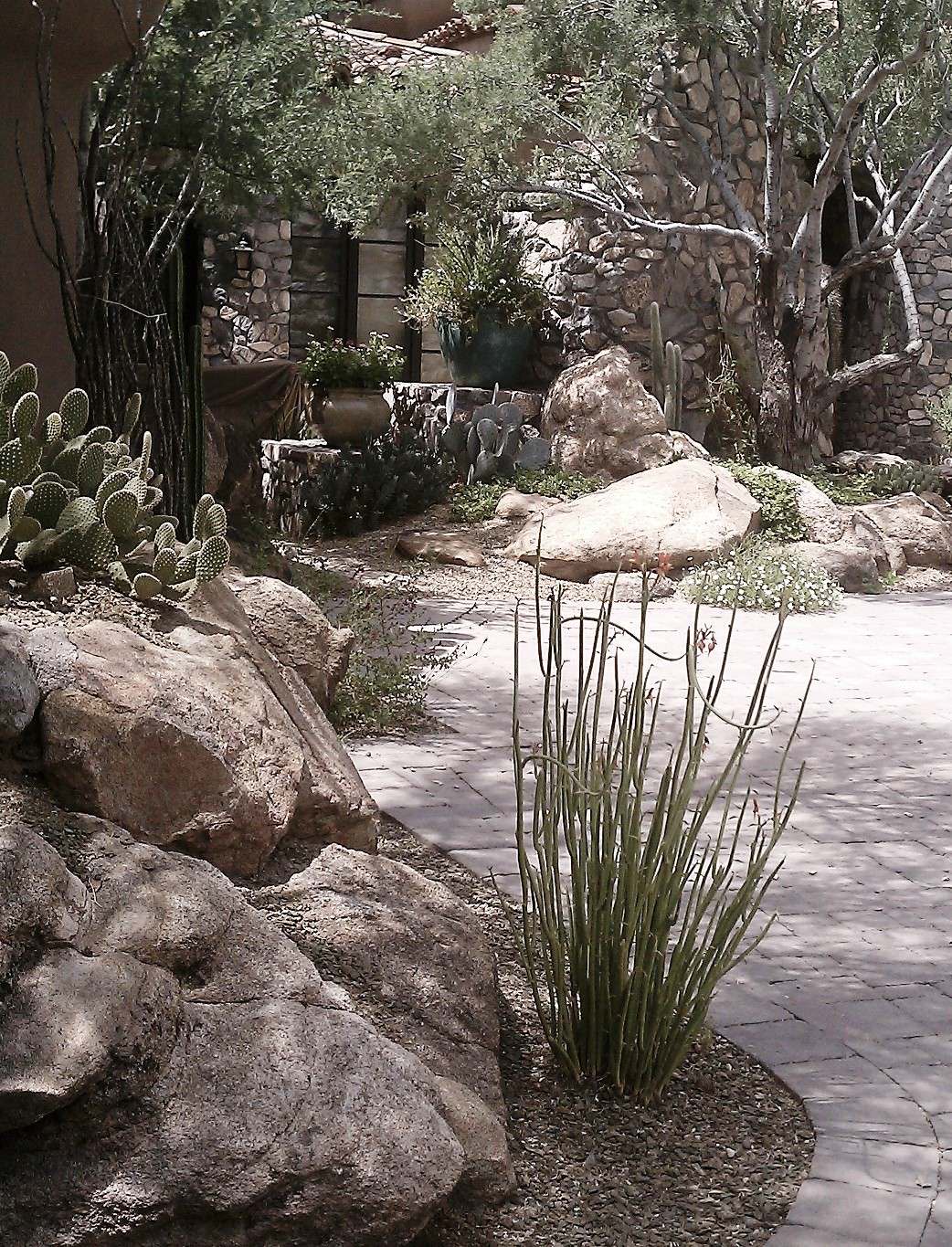 Desert Mountain--Accent Planting