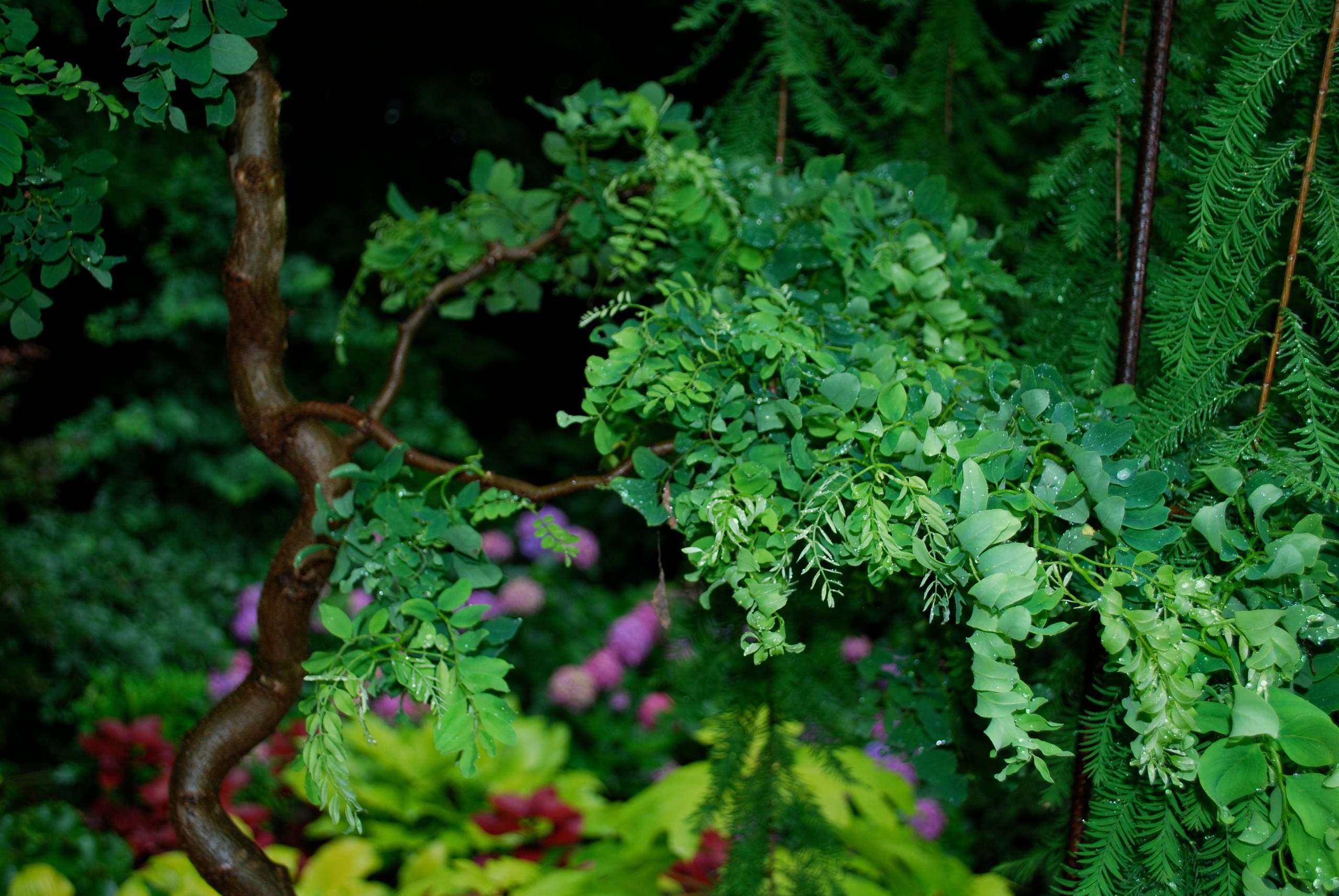 Twisty Baby black locust