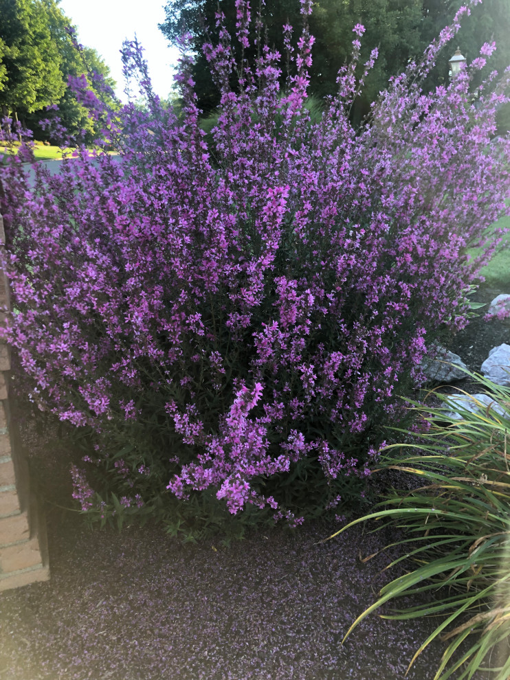 What perennial is this in zone 6a/5B?