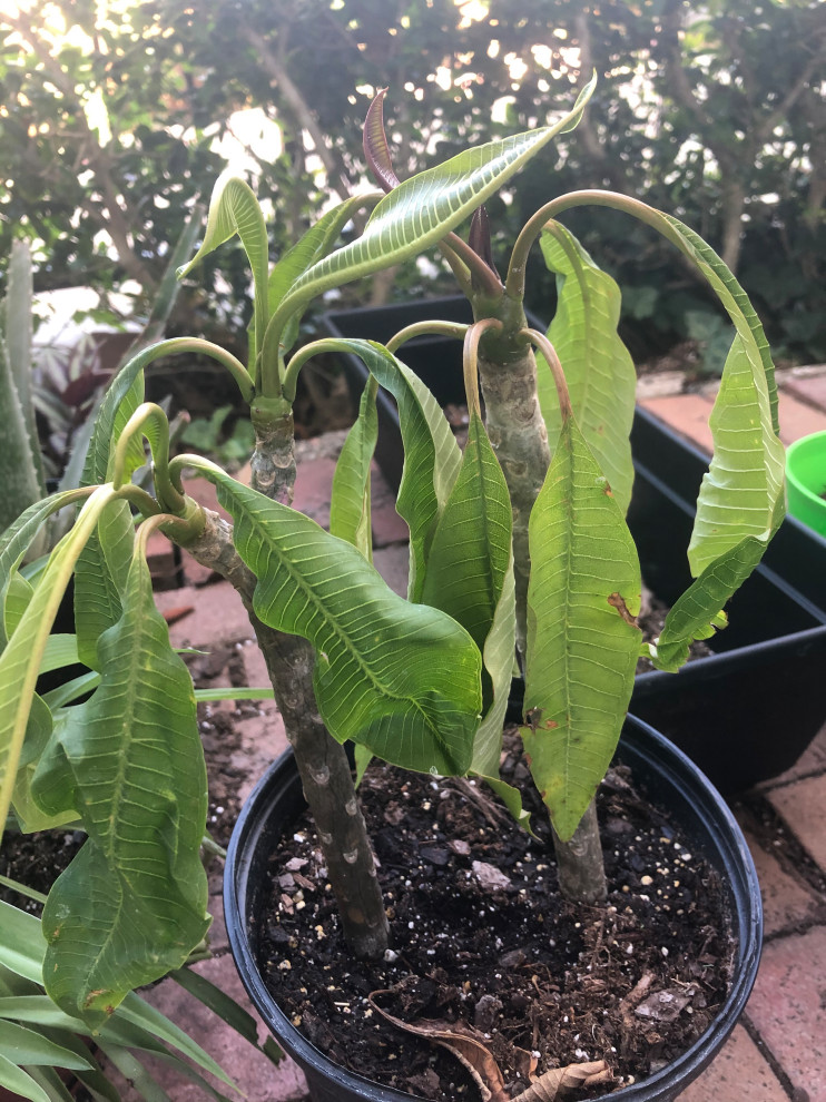 New plumeria plant leaves dropping help!!!