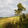 sean_courtney0101