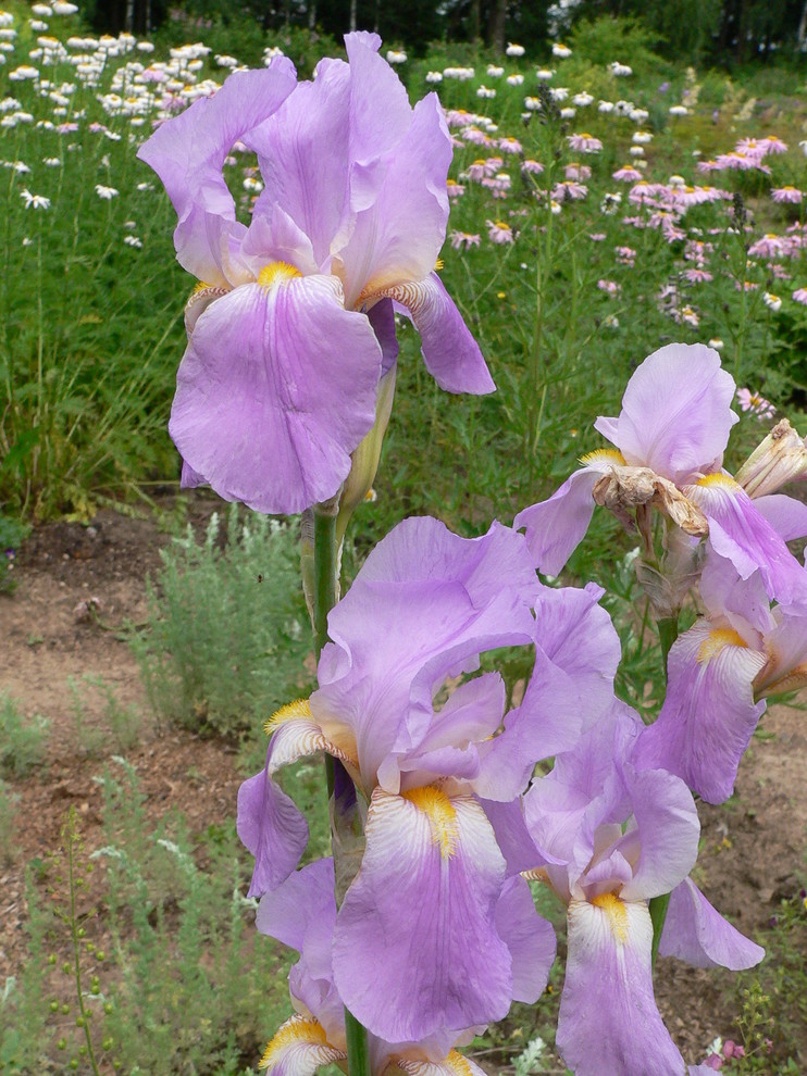 Питомник растений УОПЭЦ МГУ