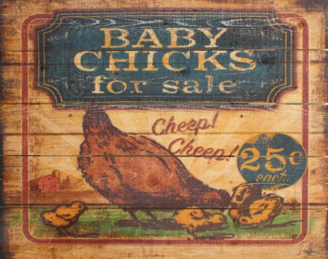 Baby Chicks for Sale Pallet Art Farmhouse Prints And Posters by