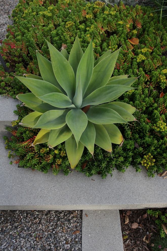Inspiration for a mid-sized front yard full sun xeriscape for spring in Los Angeles with a garden path and gravel.