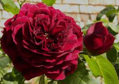 Want to buy a David Austin Tradescant rose