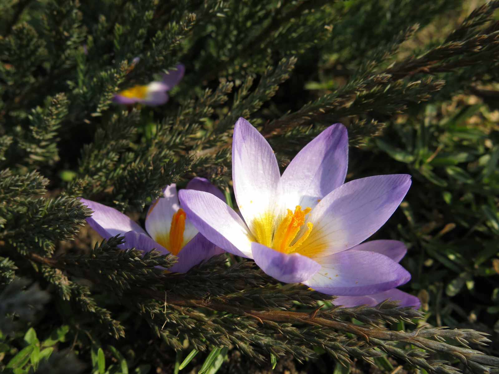 ТЕПЛЫШКО МОЕ. ВЕСНА.