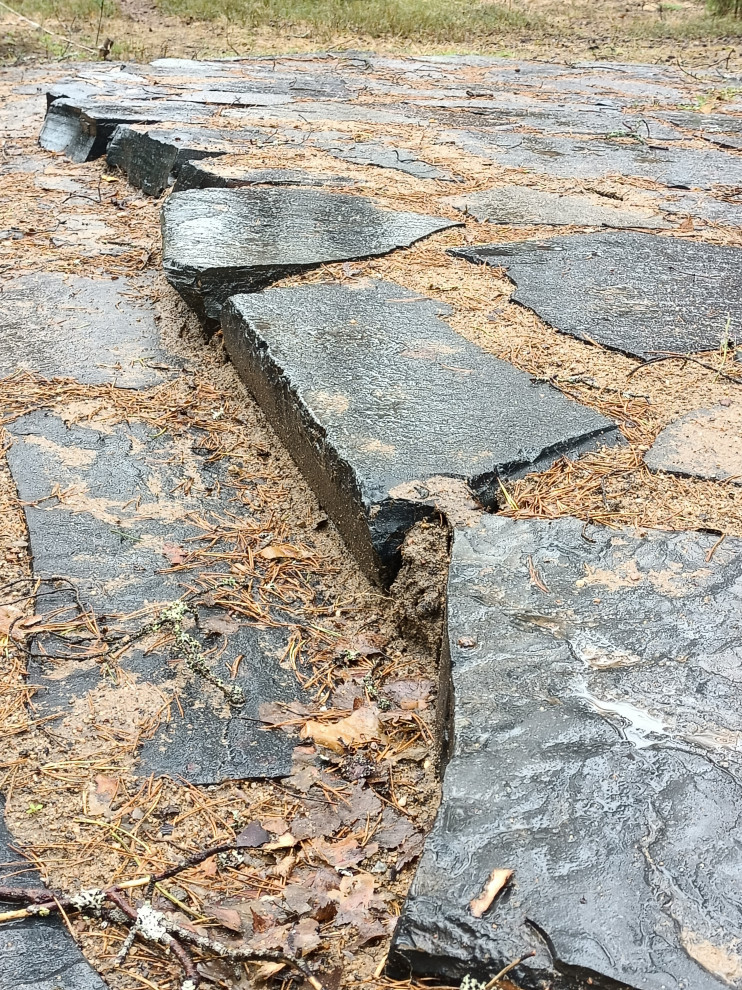 Участок в сосновом лесу, 2020г