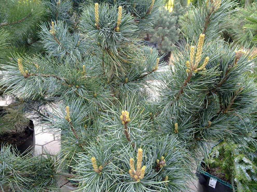 Лесная поляна