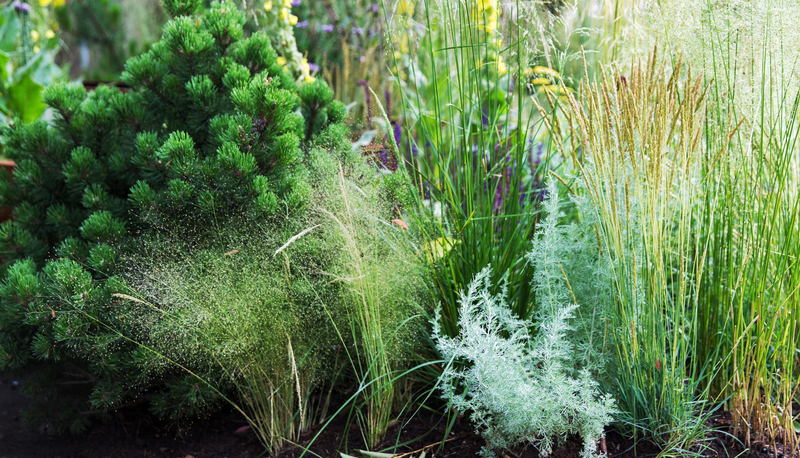 Сад   James Alexander-Sinclair  на Moscow Flower Show 2018  (вне  конкрса)