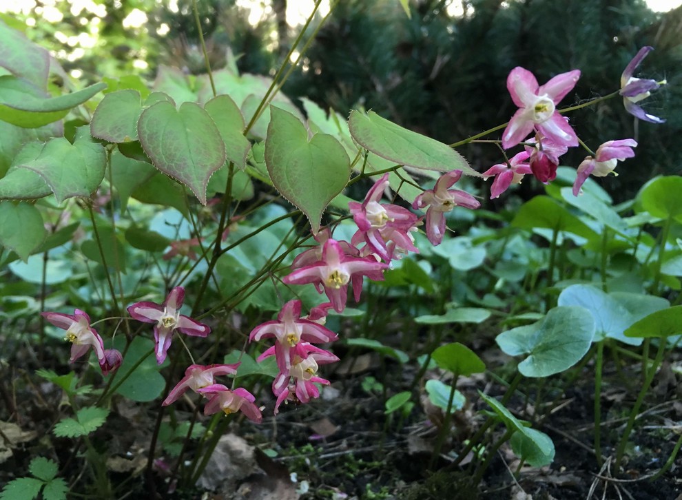Белкин сад. Сад в стародачном поселке. Весна 2019