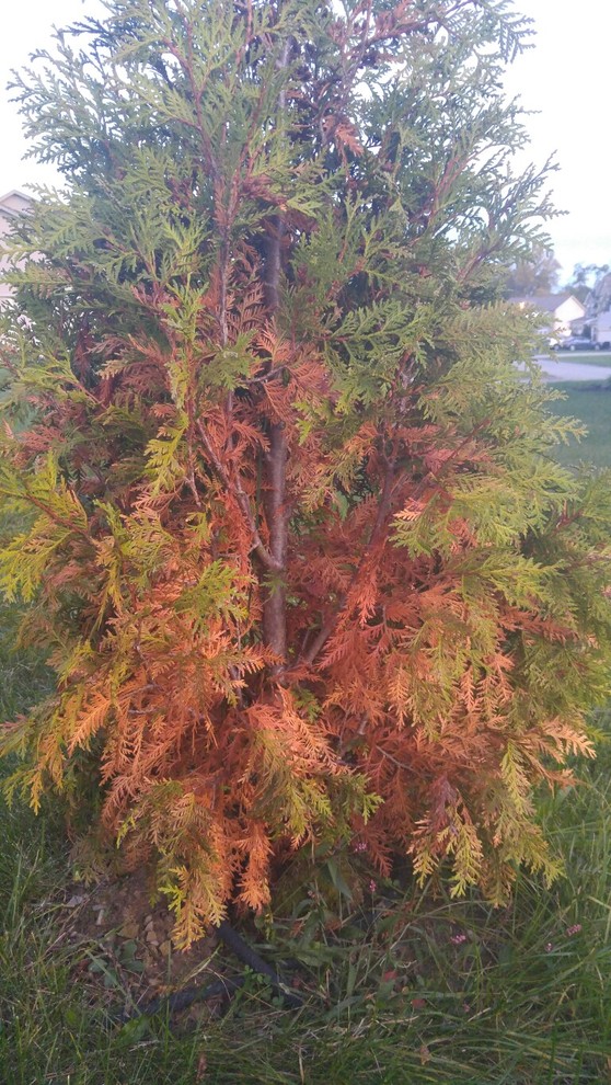 Nigra Arborvitae - shock or dead?