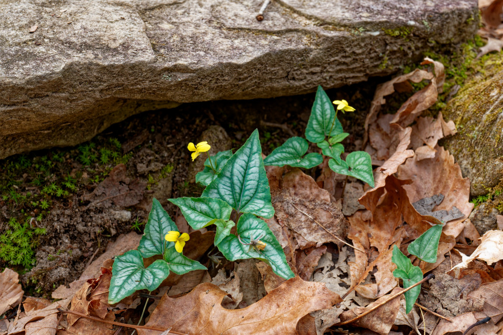 Native plants