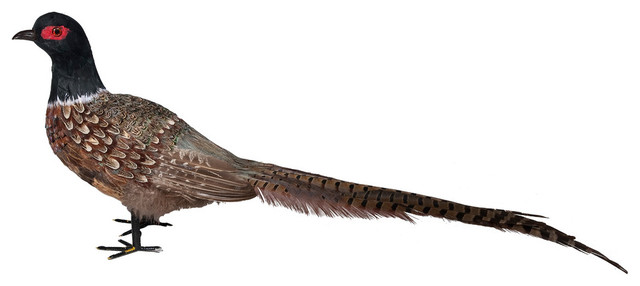 Feather Bird Pheasant Figurine, 26"x5"x12"
