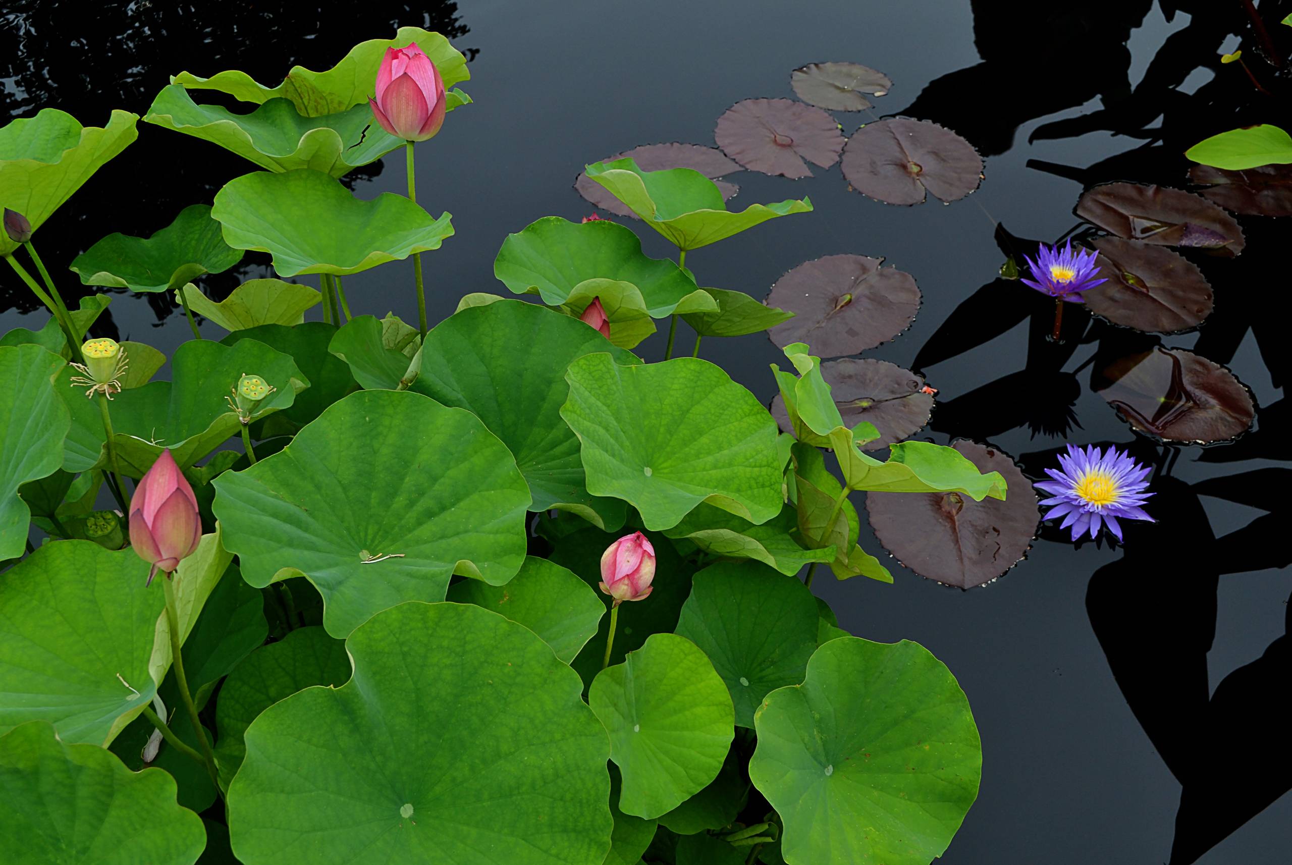 Lotus Poetry II