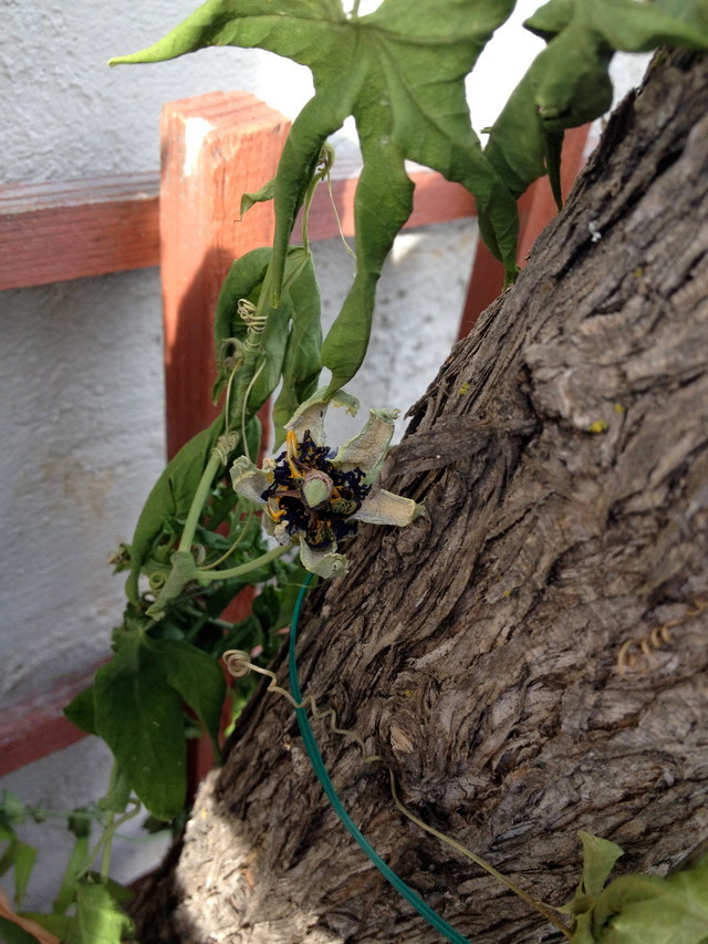 My new Clematis...dead..overnight...help