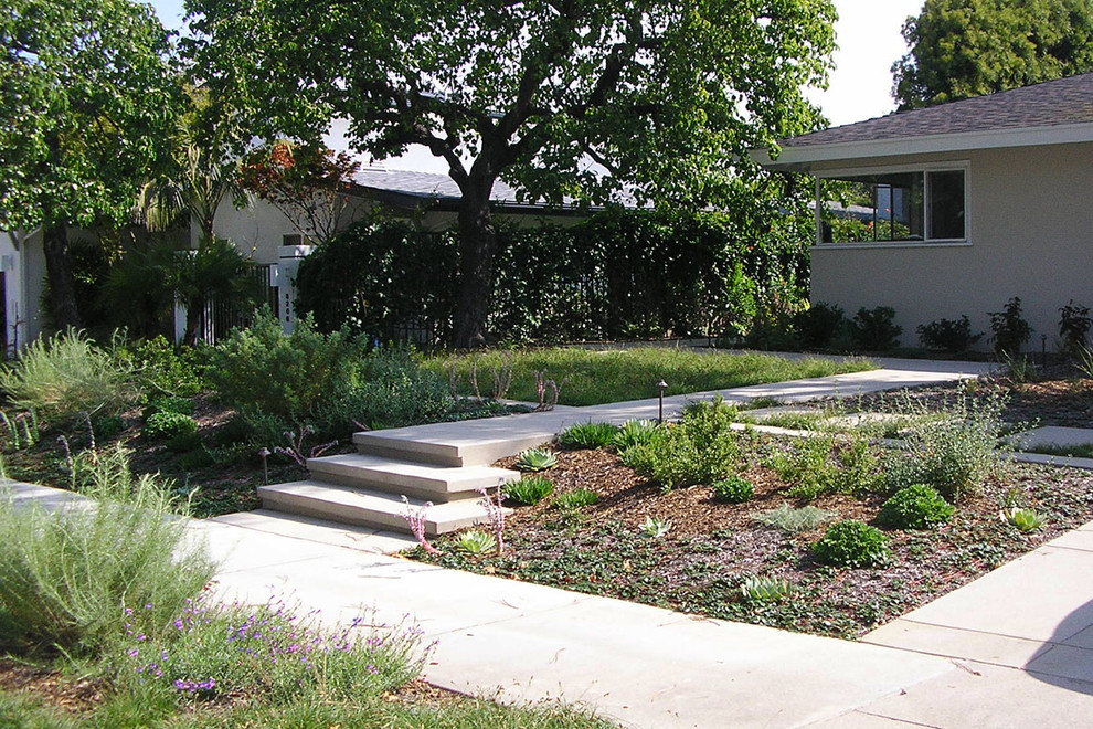 Australian native modern garden in Los Angeles.