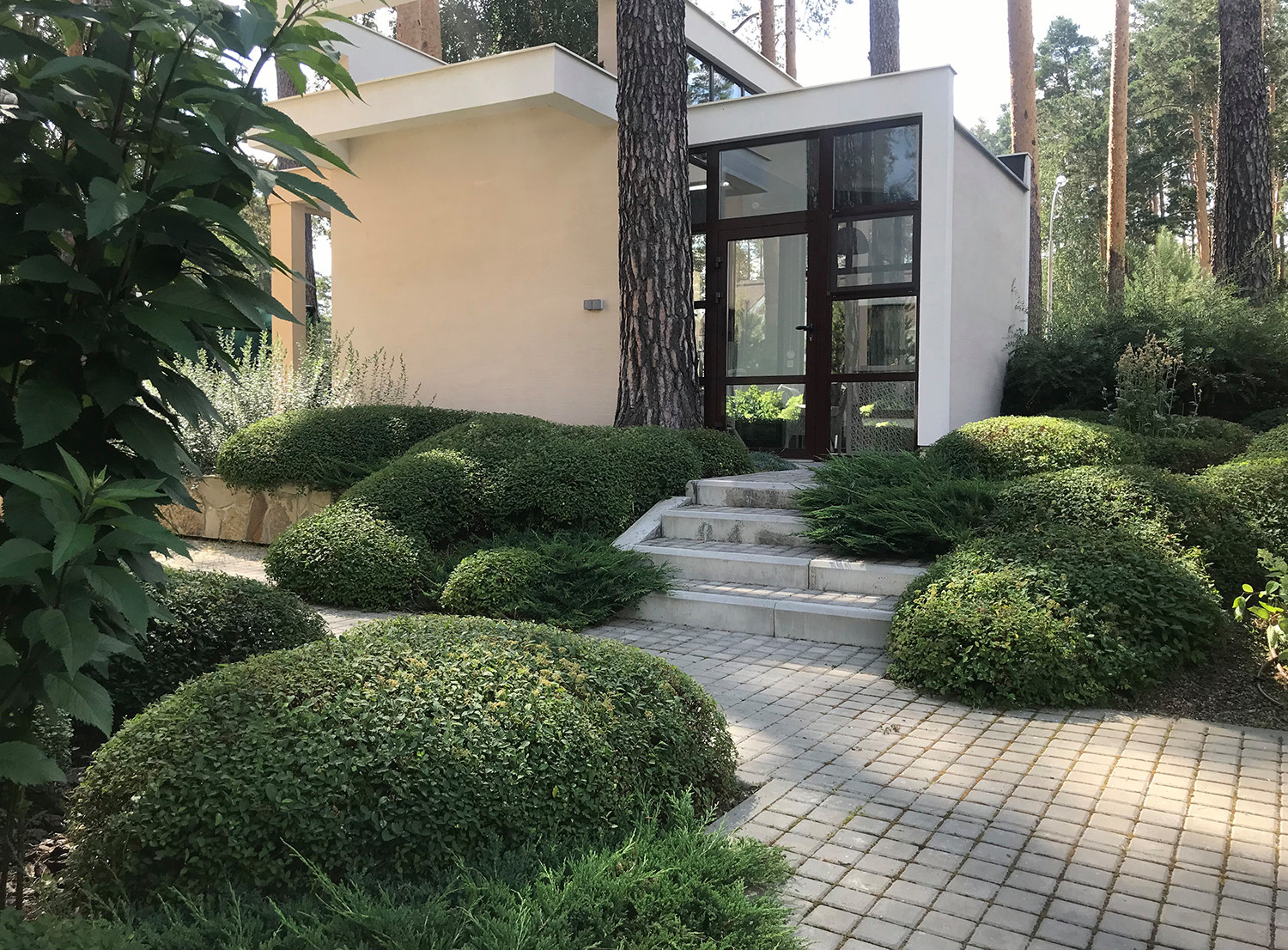 Между большими соснами. Формирующая обрезка.