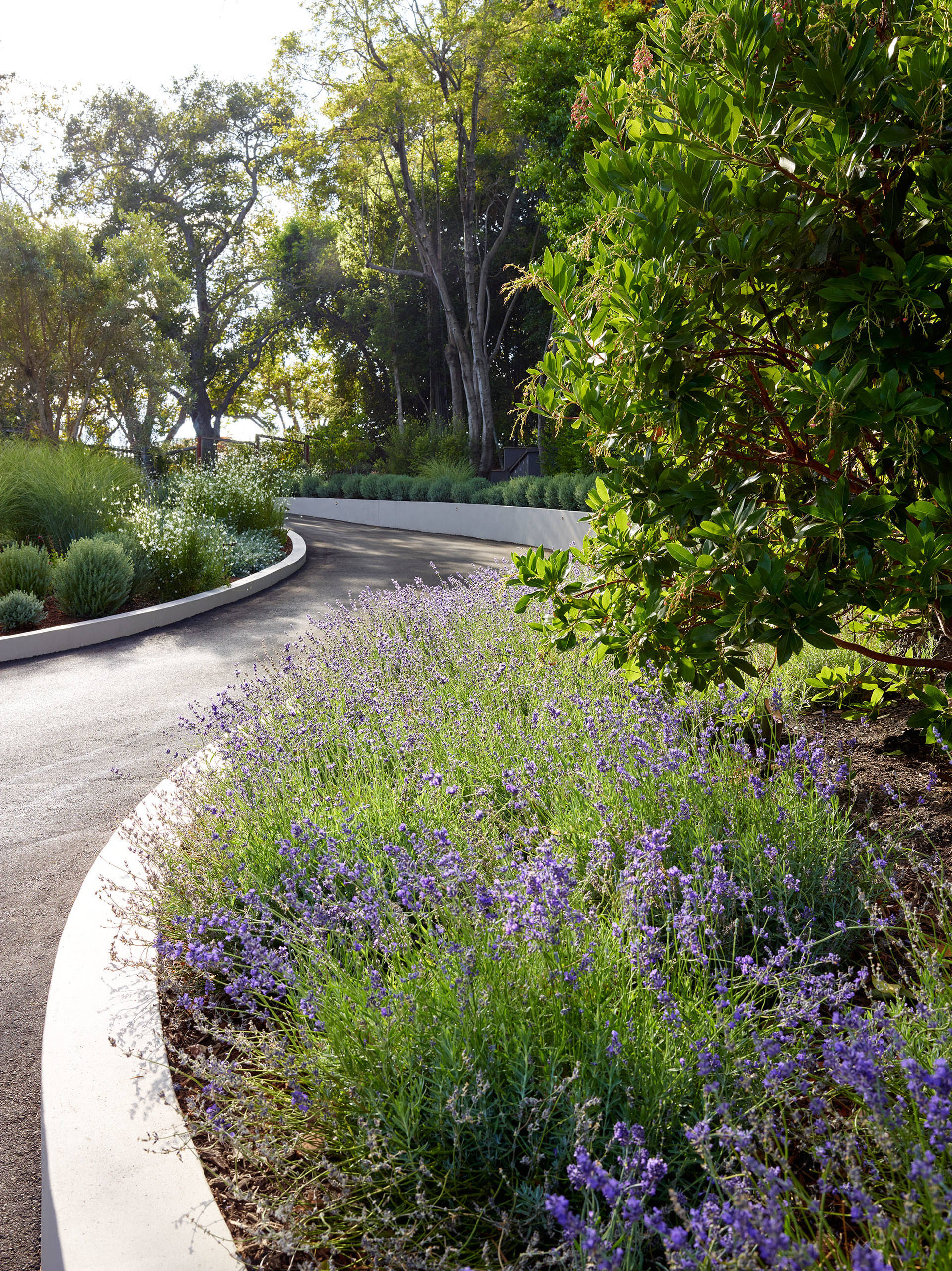 Got Allergies? 9 Plants to Avoid and What to Grow Instead