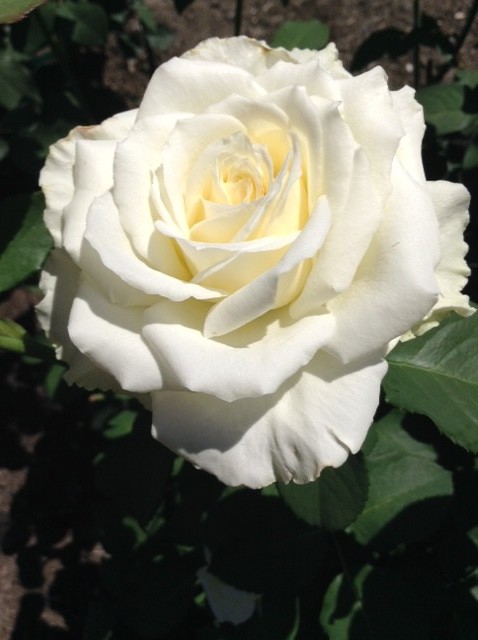 Tuke Roses Tineke | Houzz Forum