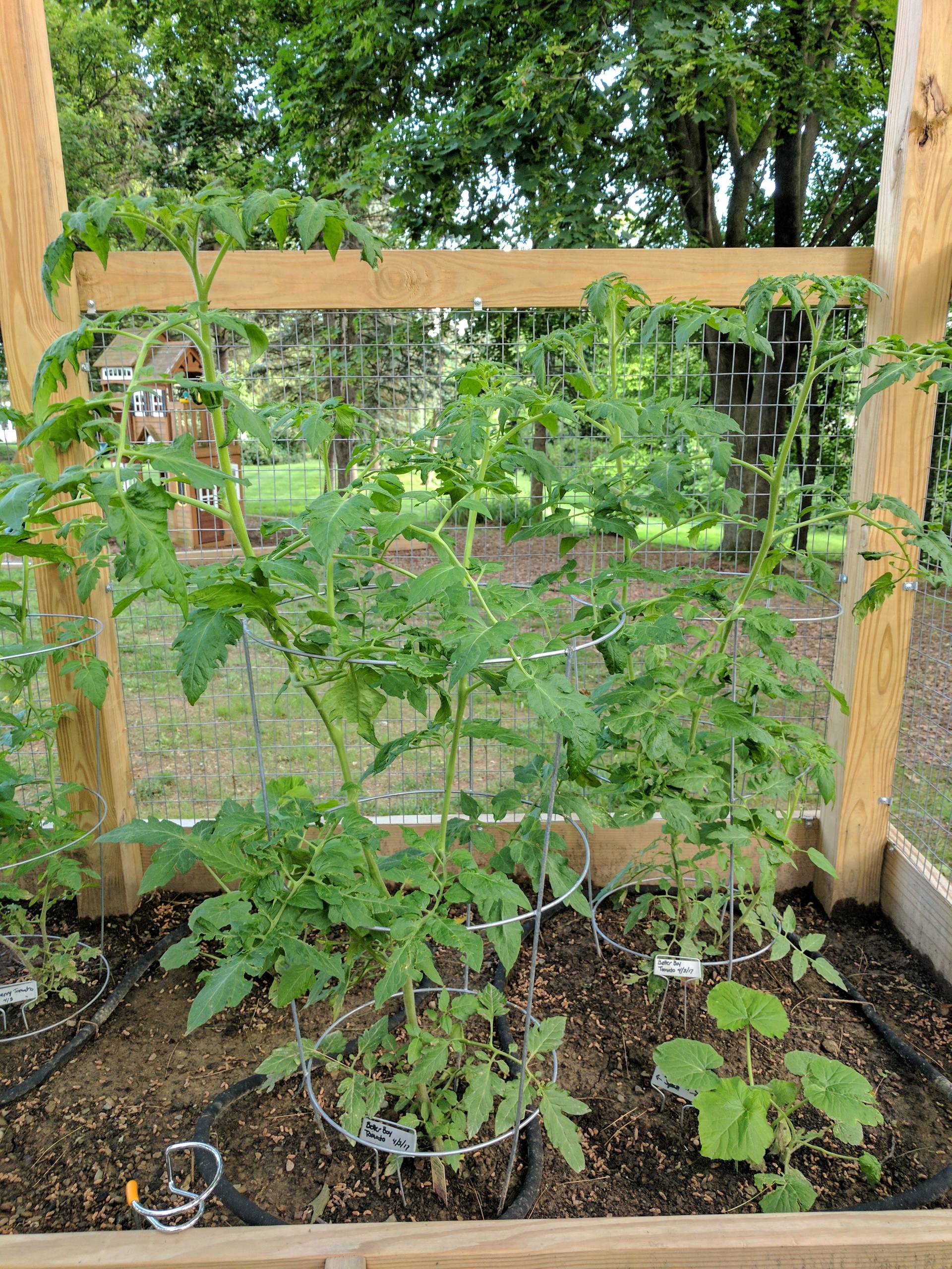 Raised Garden