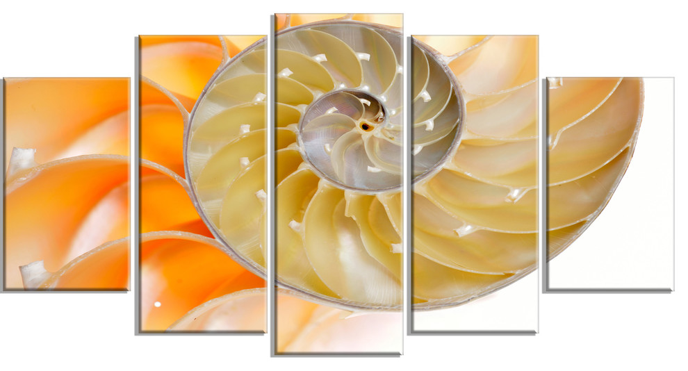 "Isolated Nautilus Shell" Glossy Metal Wall Art, 60"x32" 5 Panel