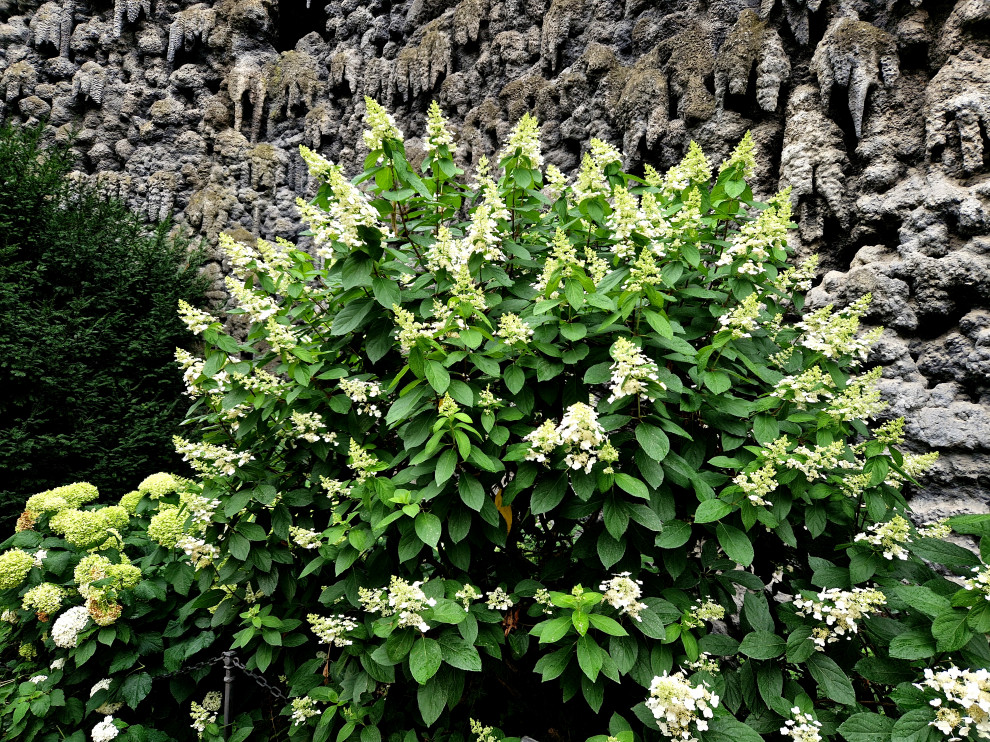 Favorite Plants