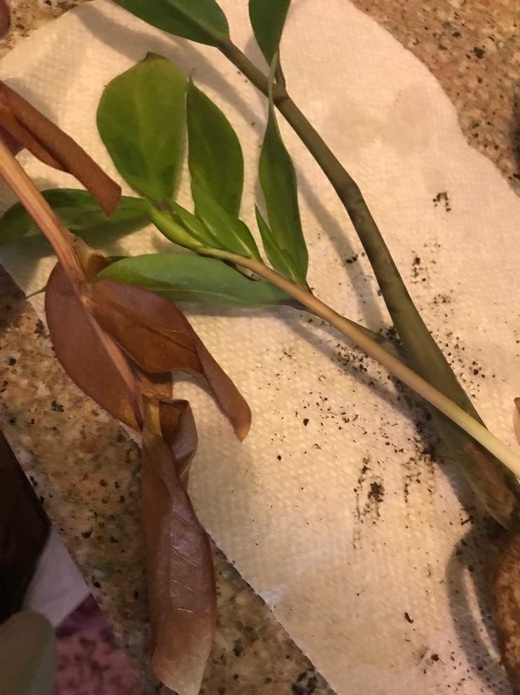I think my Zz plant is diseased? | Houzz Forum