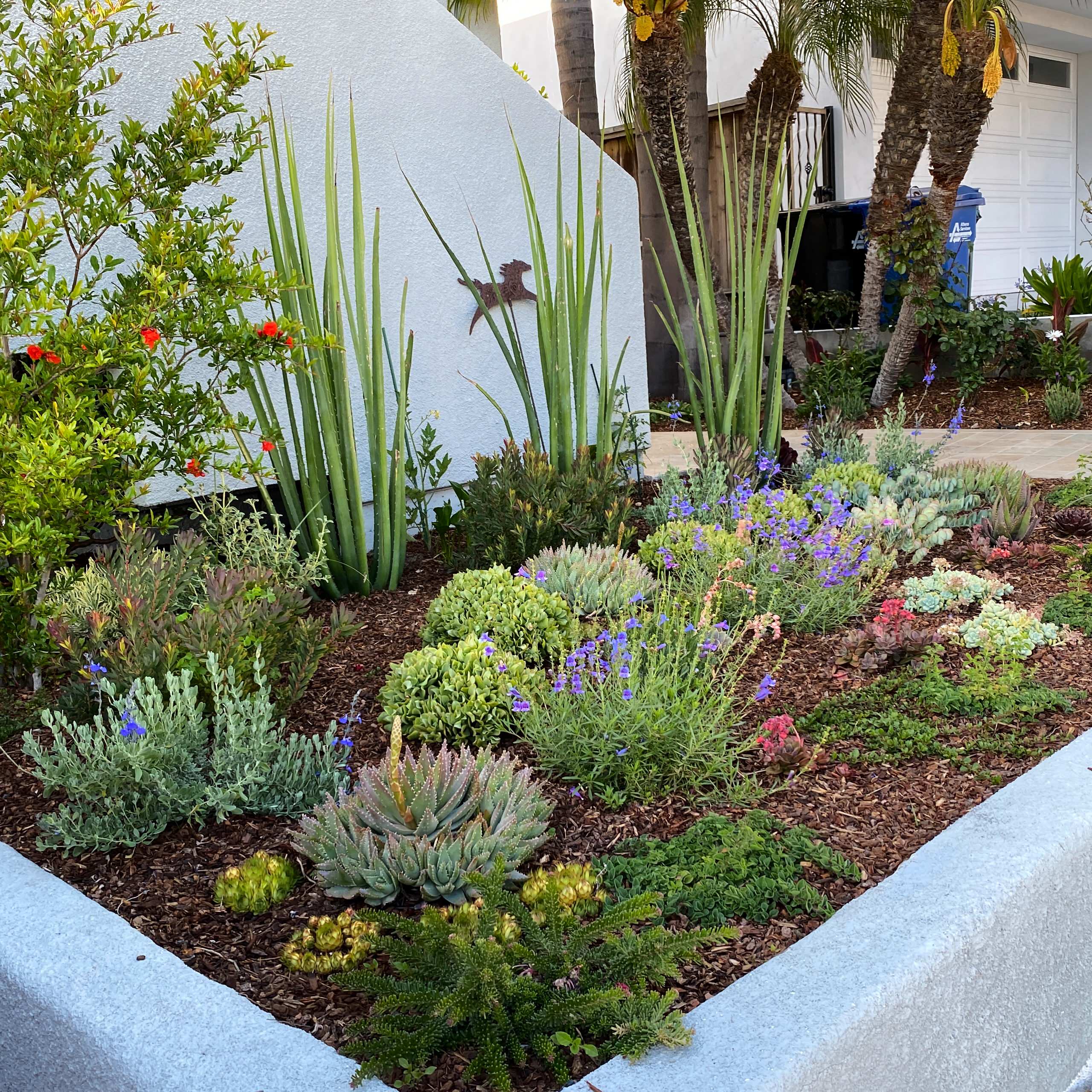 Hermosa Beach, CA: Front Yard Edible Modern Curb Appeal