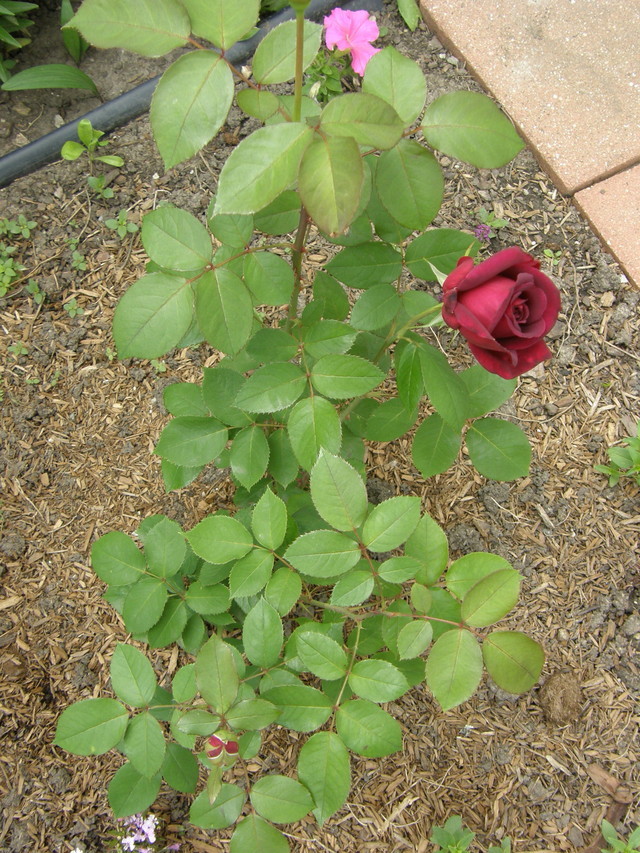 Organic fungicides limestone, pyrethrin, potassium bicarbonate