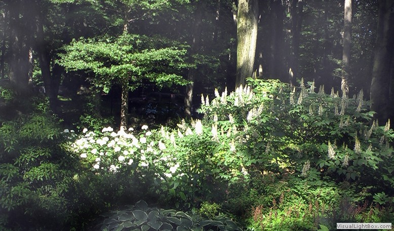 This is an example of an expansive traditional sloped shaded garden for summer in New York.