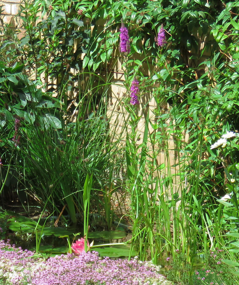 Water Feature, Lythrum salicaria, Essex