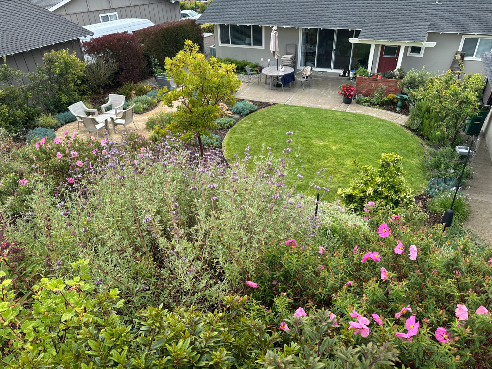 Waterwise and CA Native plants in bloom including Rock rose, Cleveland sage in bloom on the Palos Verdes Peninsula in Los Angeles, CA