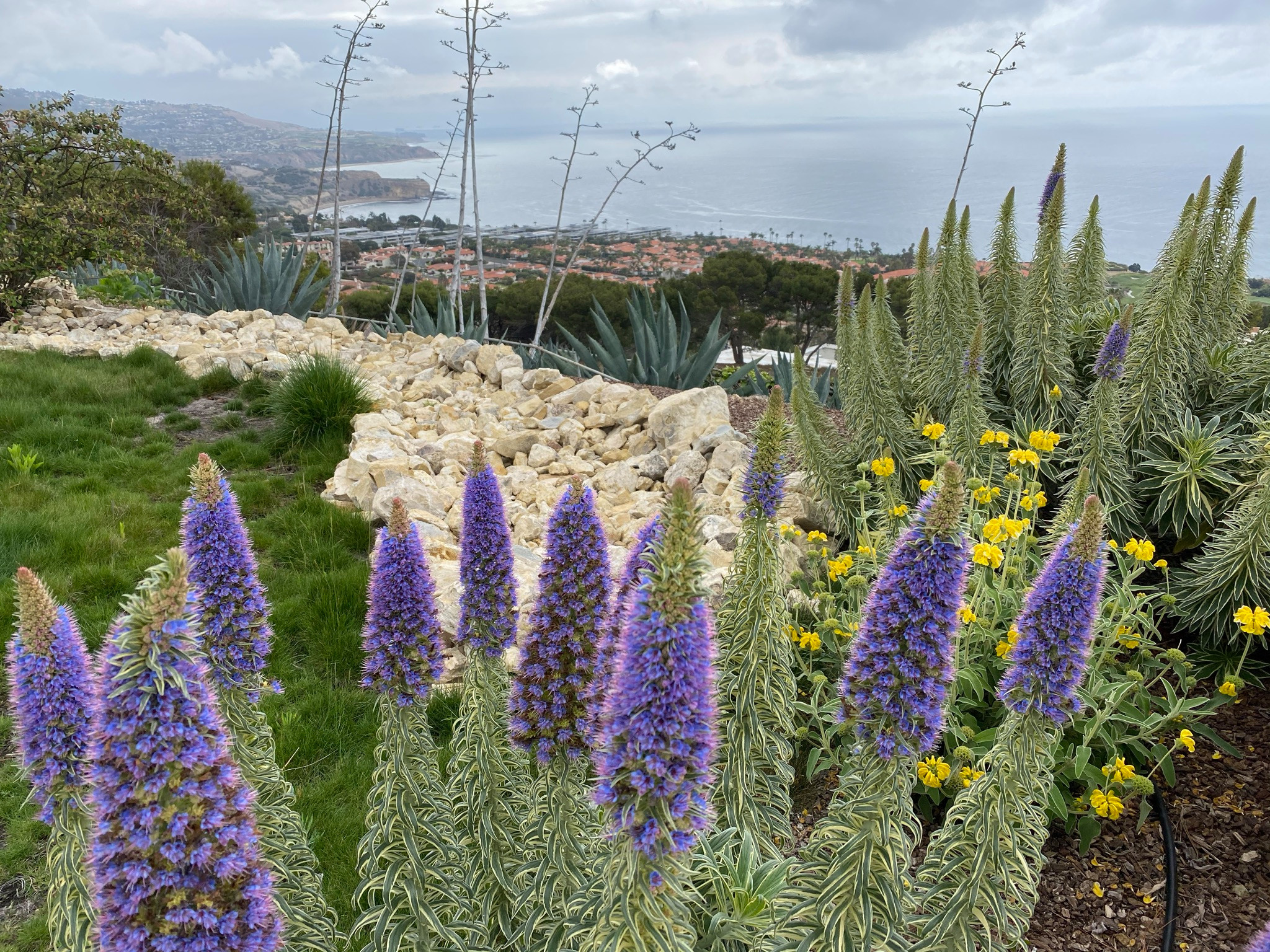 Rancho Palos Verdes, CA - Regenerative California Native Garden