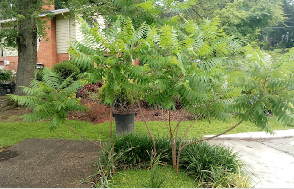 staghorn sumac doesn't bloom