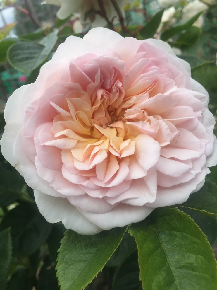 Emily Bronte - A unique rose worth looking out for