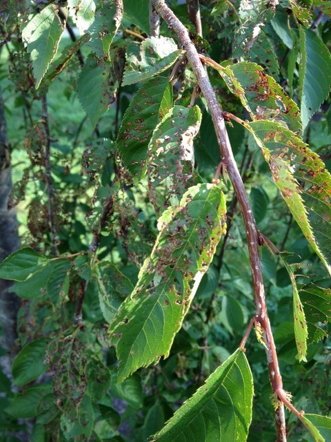 Weeping Cherry Leaves With Holes Weeping cherry leaves with holes