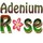 AdeniumRose Company LLC