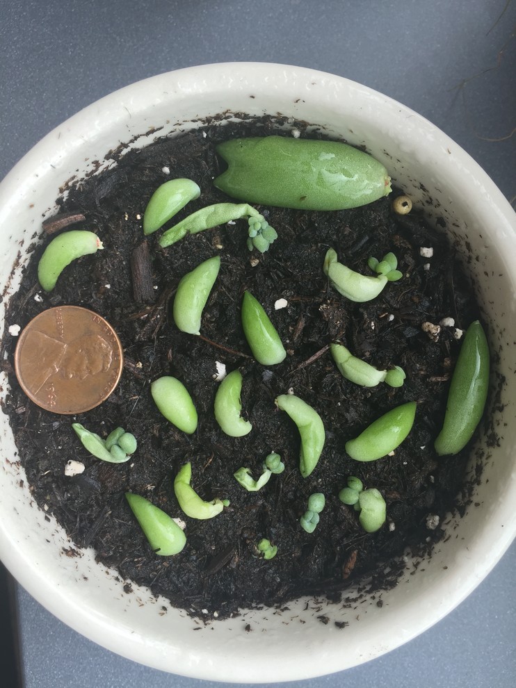 friends plants Friendship Sage - 5 Gal main image 1
