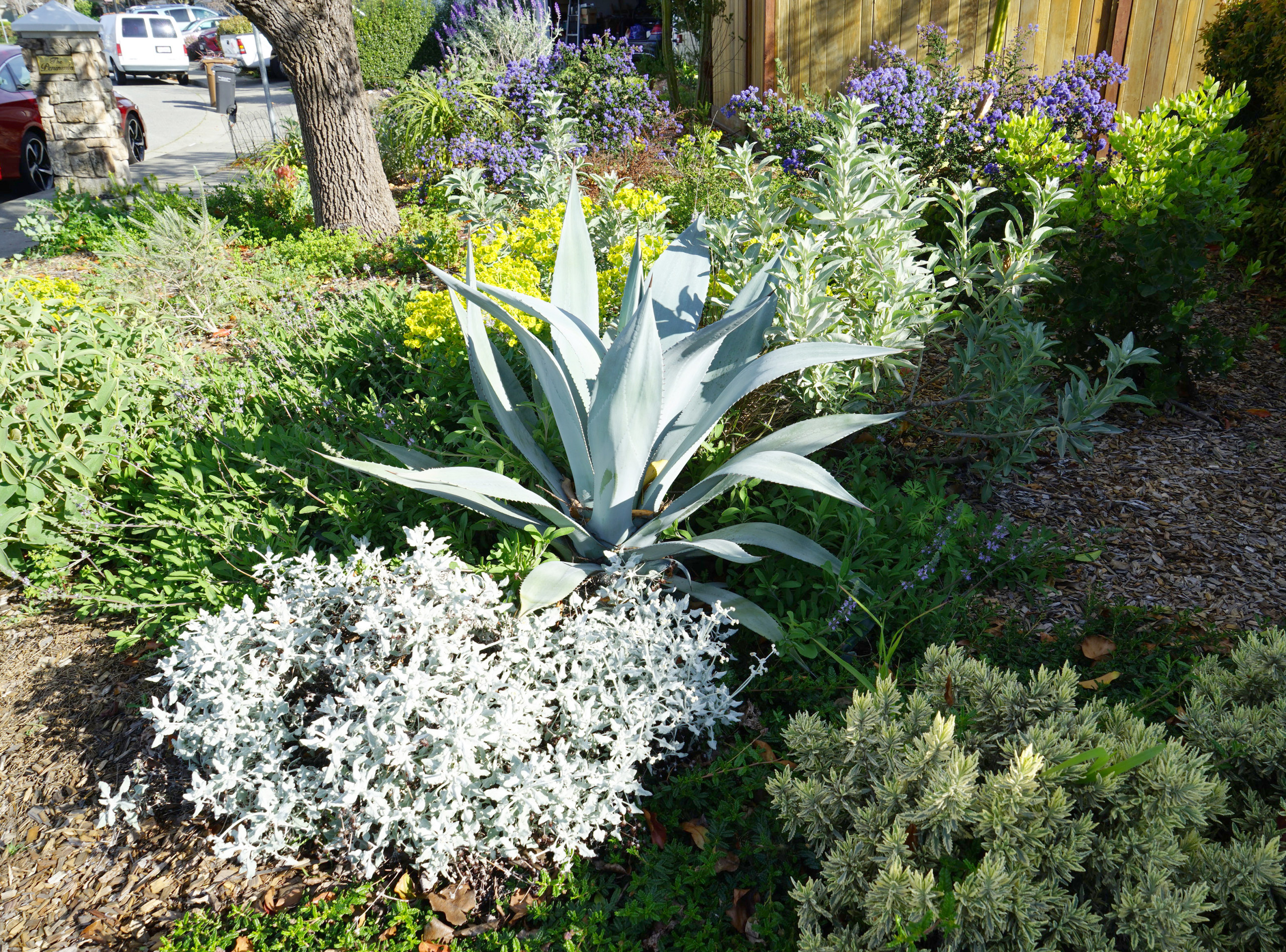 From lawn to CA native garden