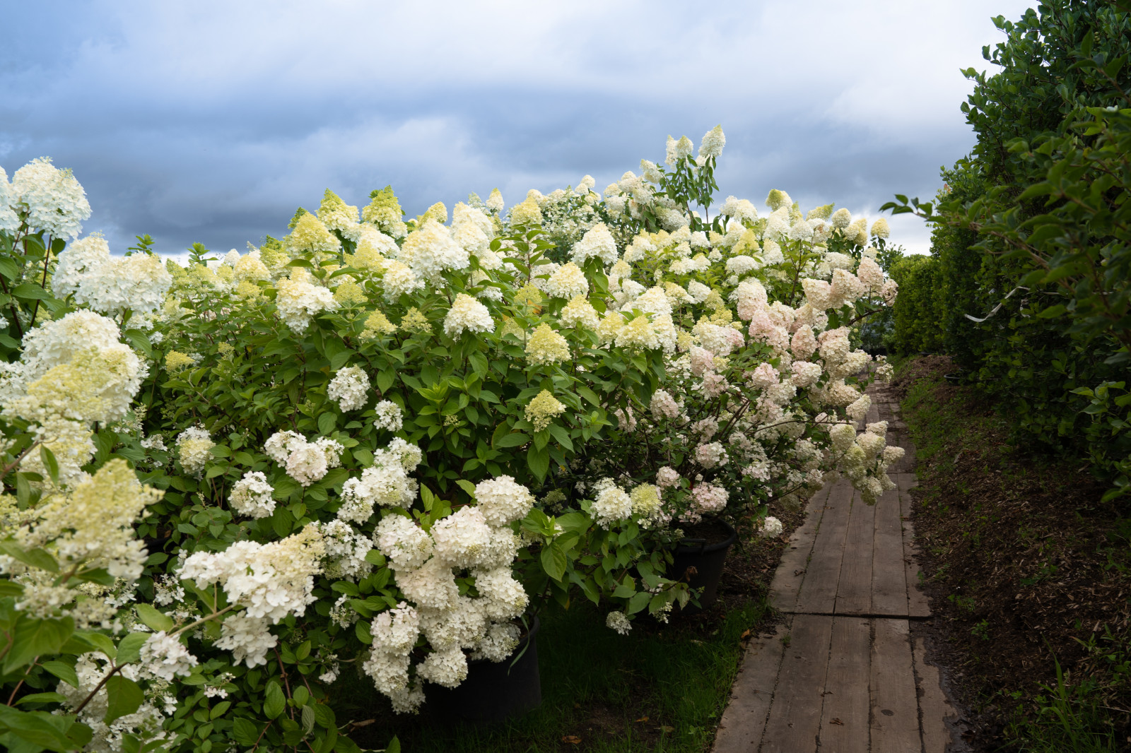 Гортензии для сада премиум-класса