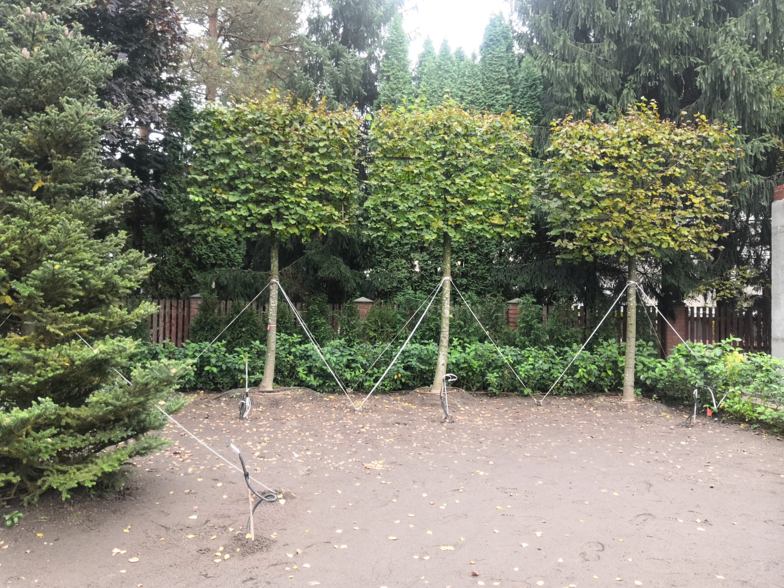 Landscape design of the territory (Moscow region)