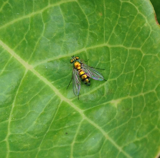 Does anyone recognize this bug on my blueberry bush? | Houzz Forum