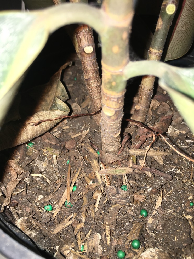 Help, my rubber plant is dying!