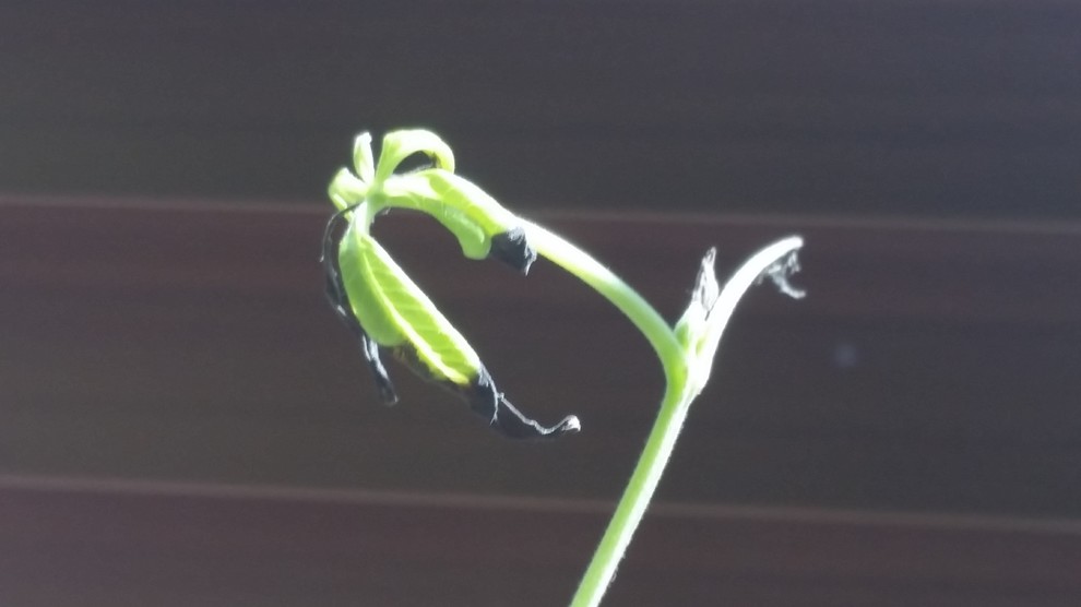 Vitex clipping leaves turning black
