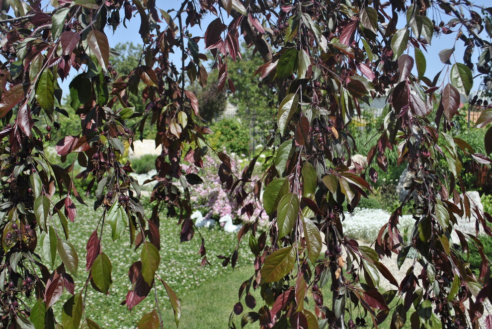 Сад над морем.